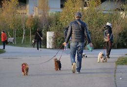 Anagrafe canina, in Campania sospesa procedura su tracciabilità