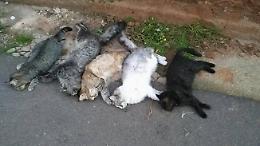 Gragnano.Orrore: strage di gatti. Trovati morti una ventina di animali