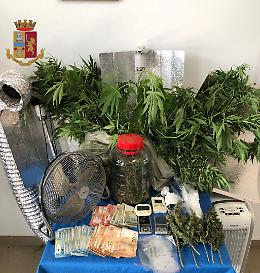 Pianura, scoperta una serra di marijuana: 61enne in manette