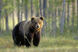 Orso M49 di nuovo in fuga: ha distrutto rete di protezione