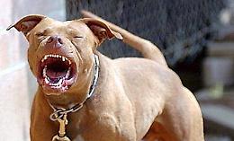 Due poliziotti feriti da un pitbull per aiutare un anziano e il cagnolino