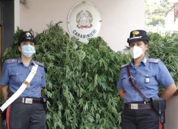 Piantagione di granturco nasconde marijuana, arrestato 52enne
