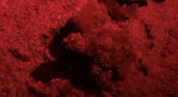 Castel Volturno, dopo il concerto di Jovanotti nascono 30 tartarughe