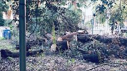 Parco Mascagna diventa il “cimitero degli alberi”