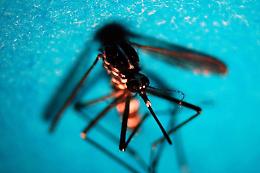 Dengue, allerta in Argentina: 2023 anno record e ora nuovo rialzo casi