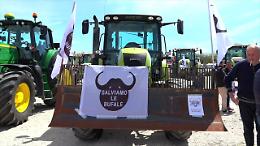 Brucellosi, nuova protesta degli allevatori di bufale del Casertano