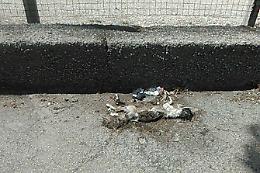 Ercolano, felini trovati morti e scritte contro i gatti
