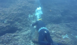 Disastro da raccolta datteri di mare: «Porzioni di costa desertificate»