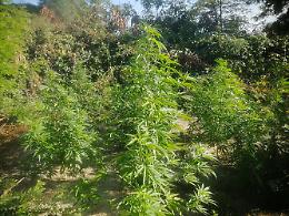 Casola, estirpate sui Monti Lattari oltre 1.500 piante di cannabis 