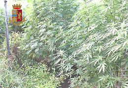 Coltiva marijuana nel giardino di casa, arrestato