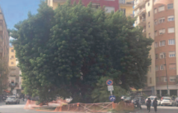 Piazza degli Artisti, dopo un anno parte la tutela della fitolacca