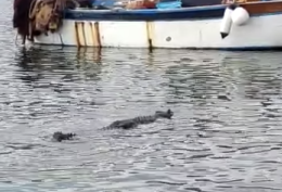 Un coccodrillo nelle acque di Rotonda Diaz, il video è virale