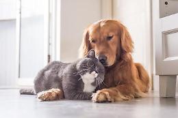 Bonus animali domestici 2022, 550 euro senza Isee: come ottenerlo