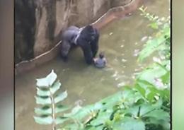 Usa, bimbo cade nel fossato del gorilla: animale abbattuto, salvo il piccolo