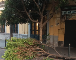 Corso Vittorio Emanuele, albero cade e sfiora taxi