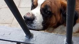 Napoli, i Nas chiudono tre pensioni per cani abusive