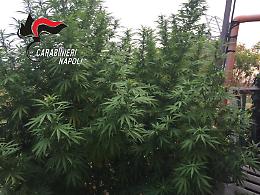 Piante di cannabis alte 4 metri sul terrazzo, arrestato a Torre del Greco