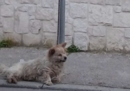 Orrore nel Casertano, «cane legato e morto di stenti»