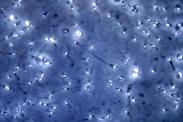 Caldo eccessivo mette a rischio fertilità maschile