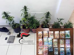 Procida, piante di cannabis e 57mila euro nel negozio: denunciati