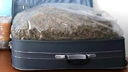 Decine di trolley di marijuana dalla Spagna a Casoria, tre arresti