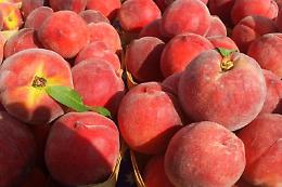Razzia di pesche dal frutteto, proprietario fa arrestare i ladri