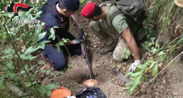 Non solo marijuana, nella piantagione spunta un fucile: sequestro a Casola