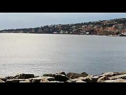 Delfini sotto costa nel Golfo di Napoli