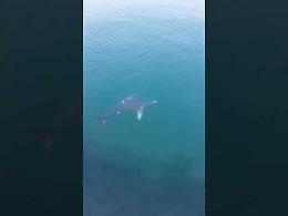 Uno squalo nelle acque del mare di Pozzuoli