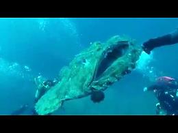 Punta Campanella, incontro ravvicinato con la rana pescatrice