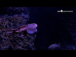 Rivive l'acquario, presto in Villa comunale anche il Museo del Mare