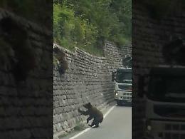 Orso marsicano, famiglia con i cuccioli in strada: è uno spettacolo