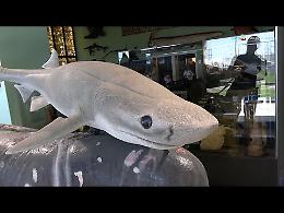 Stazione zoologica Anton Dohrn, 150 anni di scienza e mare