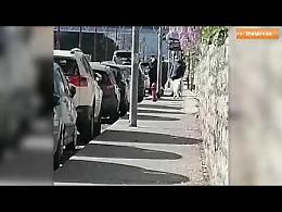 Incredibile, una pecora al guinzaglio per fuggire da casa