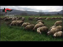 Blitz di Pasqua, scoperti allevamenti abusivi