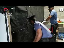 Somma Vesuviana, serra con 44 piante di cannabis in un immobile