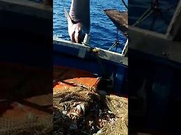 Squalo smeriglio finisce nella rete da pesca, liberato tra Ischia e Ponza