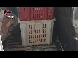 Pane e carciofi venduti in strada, scattano i sequestri