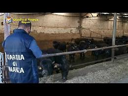 Sequestrata un'azienda bufalina controllata dai fratelli del boss Michele Zagaria