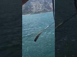 Una balenottera nel Golfo di Napoli