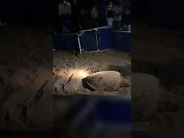 Tartaruga fa il nido in spiaggia a Baia Domizia