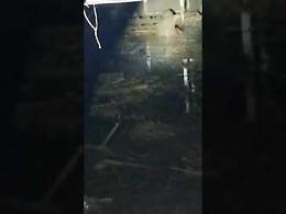 Frana a Ischia: aggrappato a una trave, salvato dai soccorritori