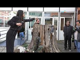Un albero in memoria di Gianluca Cimminiello