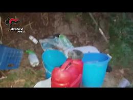 Piantagione di marijuana a Qualiano, tre arresti: sequestrate 88 piante