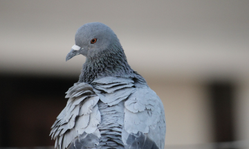 Piccioni, pizzini e&hellip; mmasciate