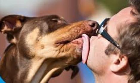 Caccia all'uomo di Benevento che violenta i cani