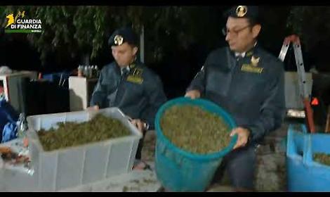 “Fabbrica della droga" sui Monti Lattari, sequestrata una tonnellata di cannabis