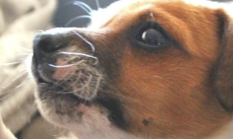 Un trovatello sotto l'albero, a Napoli campagna per adozione cani