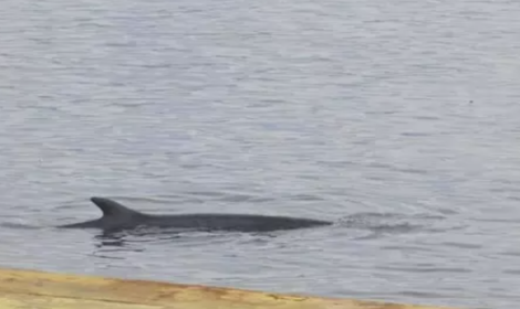 Balenottera nel porto di Napoli, stop agli aliscafi