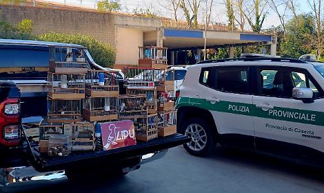 Sequestrati 200 volatili detenuti illegalmente nel Casertano